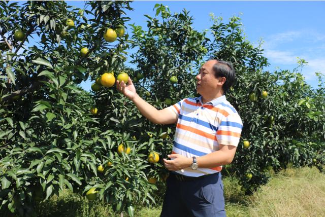 他可能是中國學(xué)歷最高“三霸”農(nóng)民卻回鄉(xiāng)種魏柑