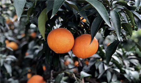 魏柑可能是這個季節最好吃的水果，90%的人都不知道