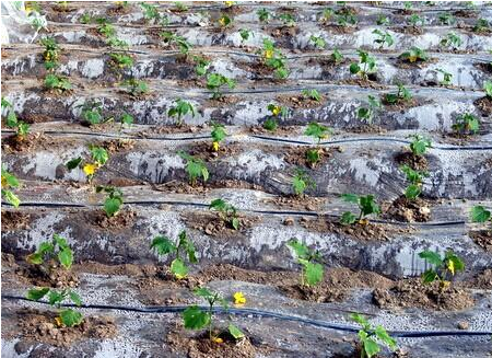 d59a7766f137211256531e63821d1ae.png d59a7766f137211256531e63821d1ae.png